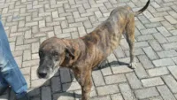 Cachorro percorre 20 km até hospital