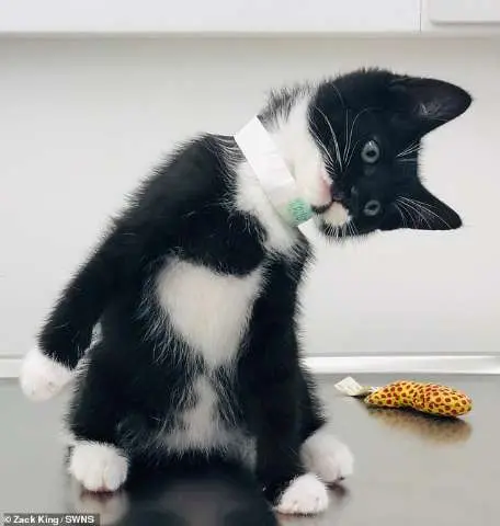 Gatinho Billy vira "gato correio" e cria nova amizade