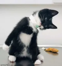 Gatinho Billy se torna gato correio