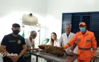 Cachorro salvo de incêndio em Minas Gerais