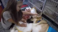 Cachorro heroico salva menina de cobra