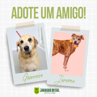 Adote um Amigo em Jaraguá do Sul: Evento de Adoção de Animais