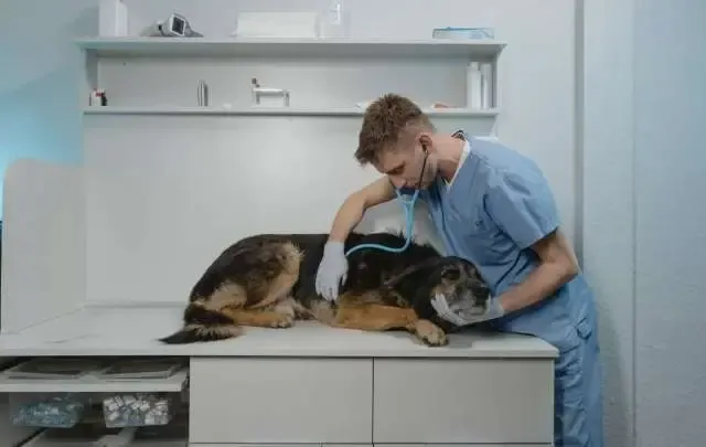 Como ter consulta e ou assistência veterinária gratuita