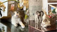Gato de Rua Vira Recepcionista de Hotel