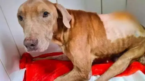 MPMS quer abrir inquérito para identificar motorista que atropelou cãozinho e o deixou paraplégico