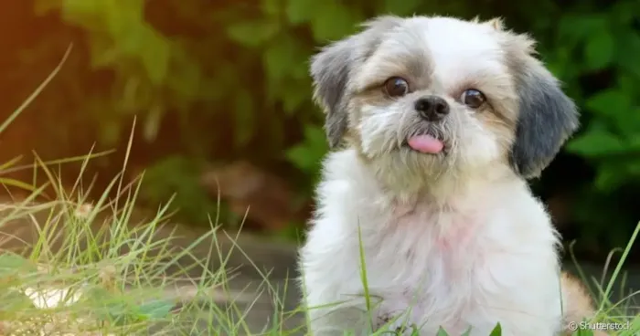 Saiba tudo sobre os cachorros de raça Shih Tzu