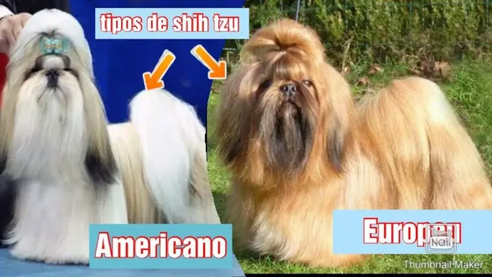 Diferenças entre Shih Tzu Americano, Shih Tzu Europeu, Shih Tzu Imperial e Shih Tzu Xícara de chá