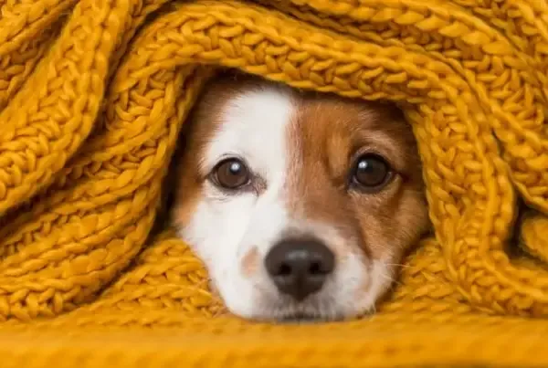 Cachorro e gatos sentem frio! Como cuidar deles no outono e inverno?