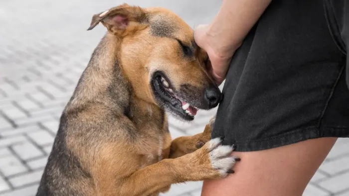 Como escolher um cachorro para adotar?