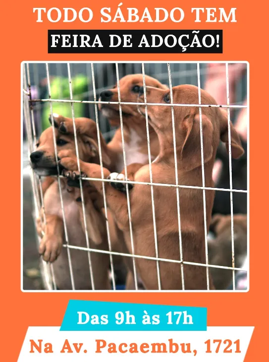 Feira de Adoção de Animais: Encontre Seu Novo Melhor Amigo!