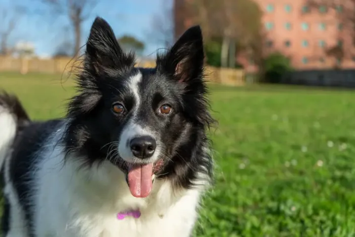 Saiba mais sobre cachorros da raça Border Collie