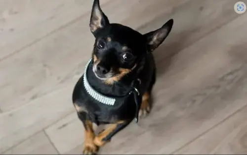 Cachorro Pinscher Miniatura: Características da Raça e Cuidados