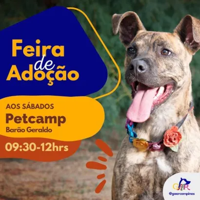 Feira de Adoção de Animais: Encontre seu Novo Melhor Amigo!