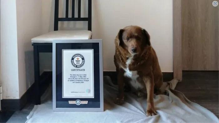 Bobi de 30 anos é o cachorro mais velho do mundo de todos os tempos, diz o Guinness World Records