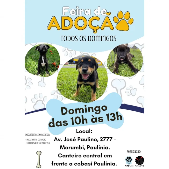 Adote um amigo na Feira de Adoção em Paulínia! Domingo das 10h às 13h, na Avenida José Paulino, 2777. Traga documento e comprovante de endereço.