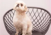 Cachorro presidente na OAB-MG