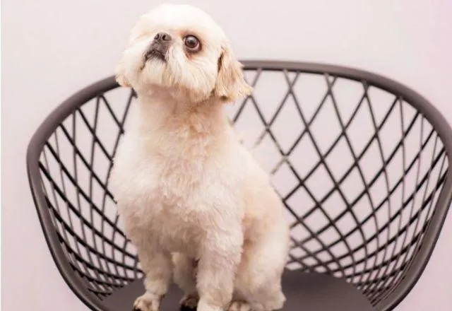 OAB em MG surpreendeu ao escolher um cachorro como presidente da comissão de defesa dos animais