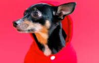 Raça Pinscher: Personalidade Ativa