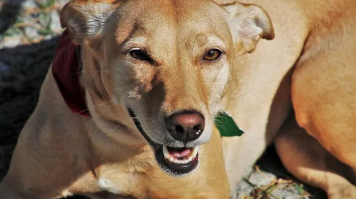 Tem um cachorro "vira lata" ou SRD? Veja essas dicas e curiosidades!