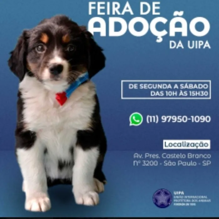 Adote um amigo! Visite a Feira de Adoção da UIPA em São Paulo e encontre cães e gatos prontos para um novo lar. Todos os dias, das 10h às 15h30.