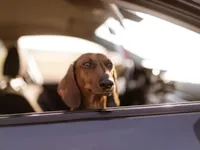 Tem um cachorro salsicha? Saiba mais!