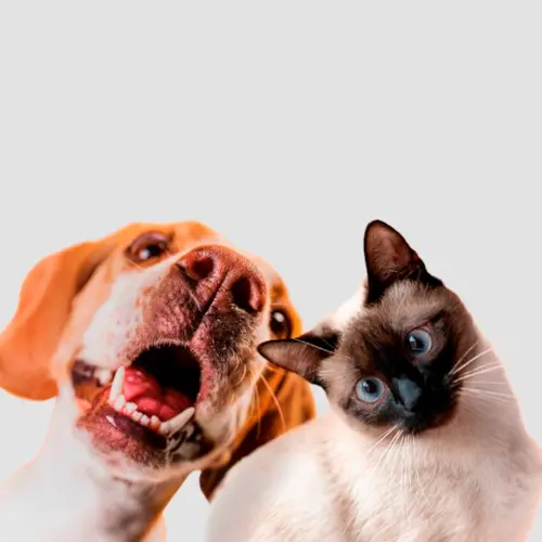 Quer adotar um cachorro ou gato?