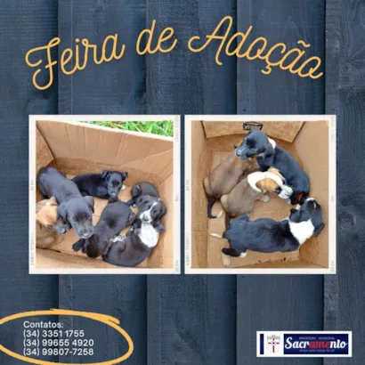 Amor e Companhia te Esperam na Feira de Adoção Sacramento 2023!