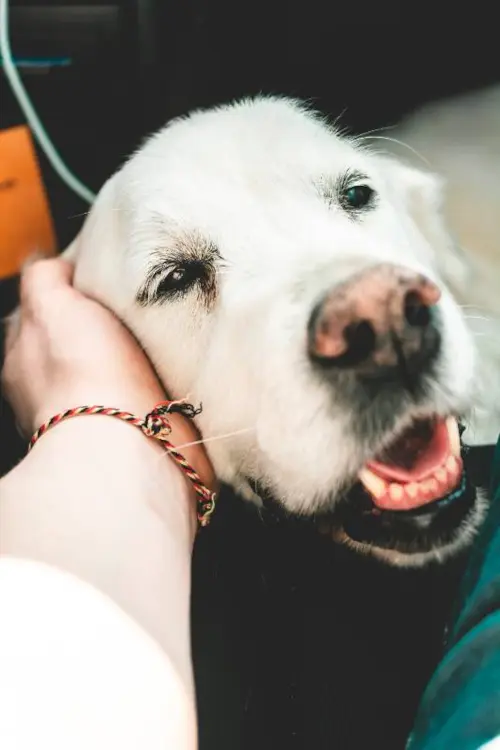 Cães idosos: cuidados especiais para uma vida longa e saudável