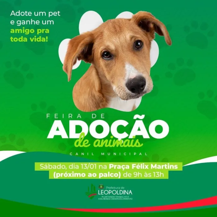 Encontre seu novo melhor amigo na Feira de Adoção de Animais em Leopoldina. Venha viver um dia especial e leve amor e alegria para sua casa.