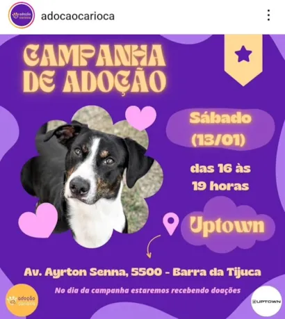 Venha fazer a diferença na vida de um amiguinho de quatro patas! A Adoção Carioca convida você para a nossa emocionante Campanha de Adoção de Animais. Marque esta data especial em seu calendário:

?? Campanha de Adoção de Animais ??
Data: Sábado, 13 de