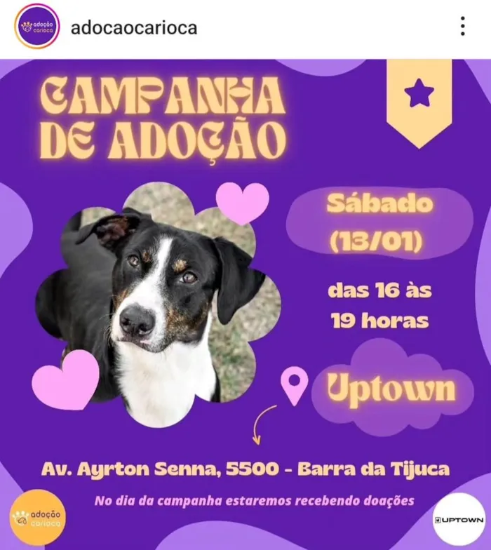 Junte-se à Adoção Carioca e faça a diferença! Venha para a nossa Campanha de Adoção de Animais no sábado, 13. Adote um amigo de quatro patas!