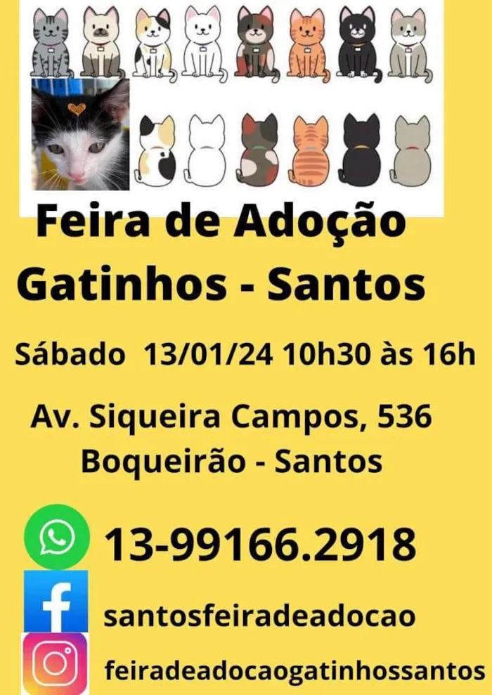 Adote um gatinho em Santos na Feira de Adoção dia 13 de janeiro de 2024. Comece o ano com mais amor e alegria em sua vida!
