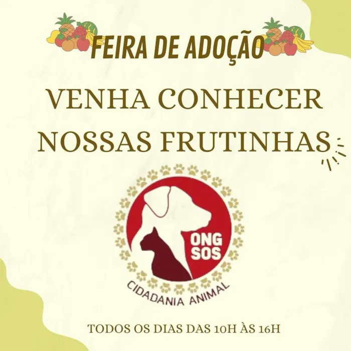 Participe da Feira de Adoção em São Caetano do Sul no dia 13 de janeiro de 2024 e encontre seu novo amigo peludo com a ONG SOS Cidadania Animal.
