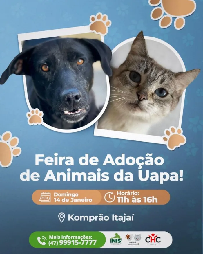 Participe da feira de adoção em Itajaí e encontre seu novo melhor amigo. Venha dar um lar amoroso para um animal que precisa de você!