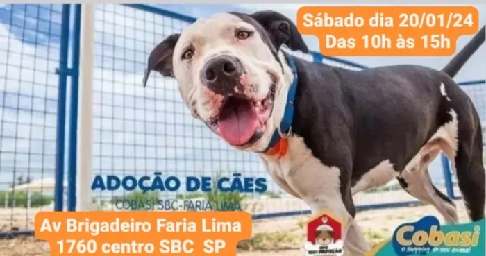 Amor de Quatro Patas Espera por Você em São Bernardo do Campo!