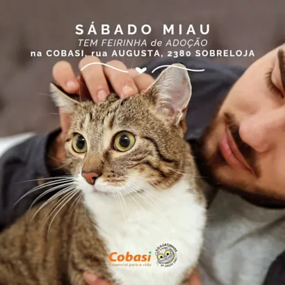 Feirinha de Adoção de Gatinhos na Cobasi: Encontre seu Novo Amigo