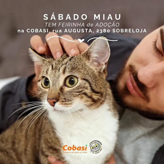 Feirinha de Adoção de Gatinhos na Cobasi: Encontre seu Novo Amigo