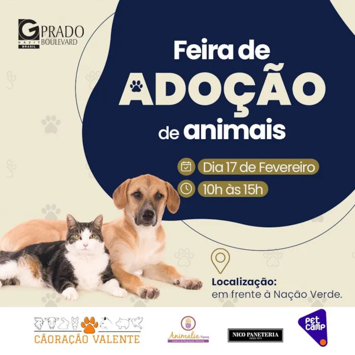 Encontre Seu Novo Amigo: Grande Feira de Adoção em Campinas