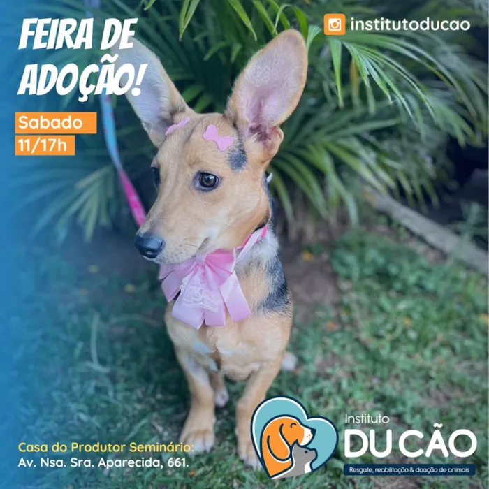 Feira de Adoção: Encontre seu Melhor Amigo em Curitiba!