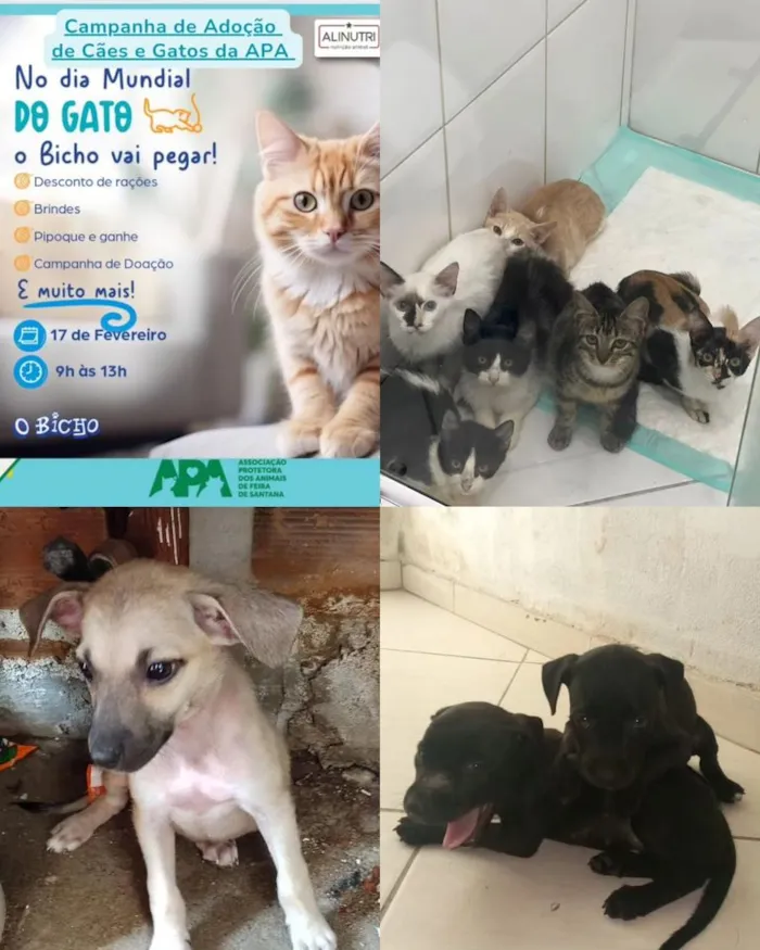 Feira de Adoção de Cães e Gatos - Encontre seu Novo Amigo!
