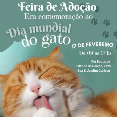 Feira de Adoção de Gatinhos na Ilha do Governador - Amor Felino!