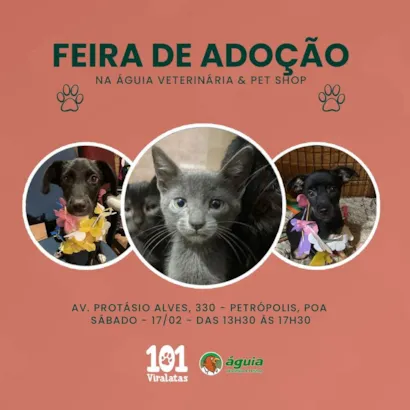 Feira de Adoção: Ganhe um Amigo Fiel em Porto Velho!