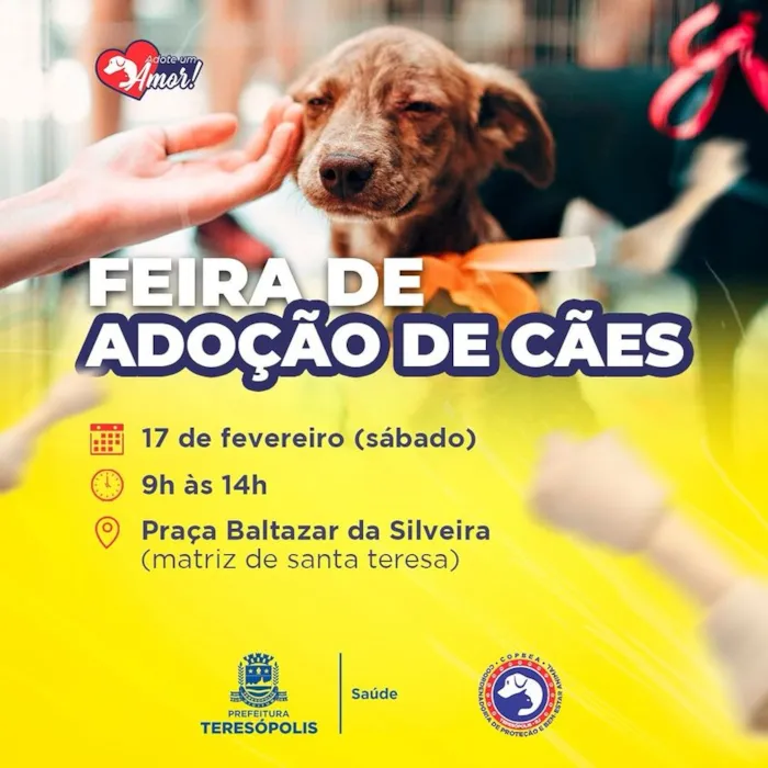Feira de Adoção de Cães em Teresópolis: Encontre seu Novo Amigo!
