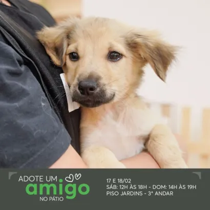 Adote um Amigo no Pátio - Encontre o amor de quatro patas!