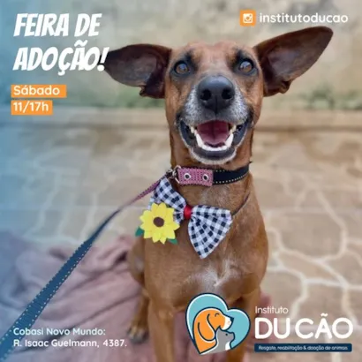 Feira de Adoção de Animais: Encontre seu Novo Amigo!