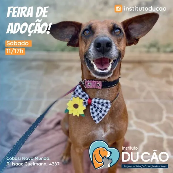 Feira de Adoção de Animais: Encontre seu Novo Amigo!