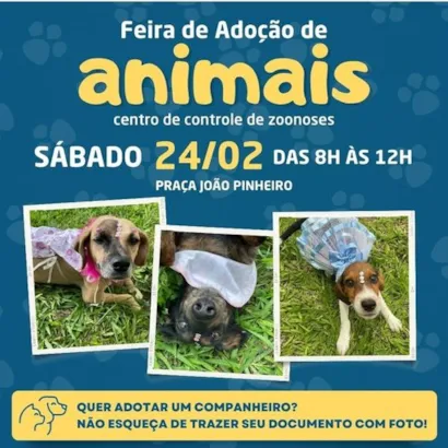 Feira de Adoção de Animais: Encontre seu Novo Melhor Amigo!