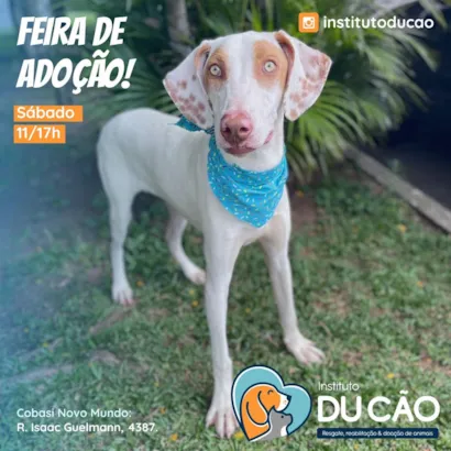 Encontre Seu Novo Melhor Amigo: Feira de Adoção em Curitiba