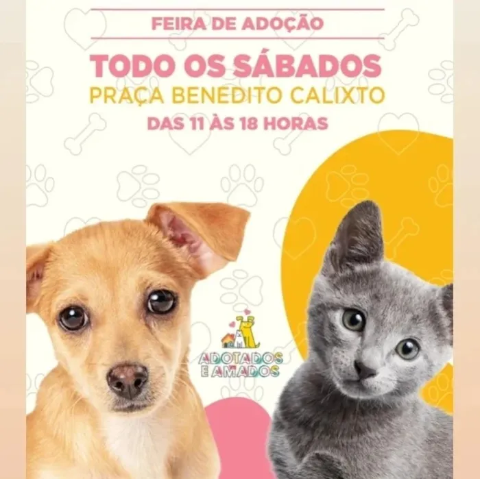 Feira de Adoção de Pets: Encontre seu Novo Melhor Amigo!