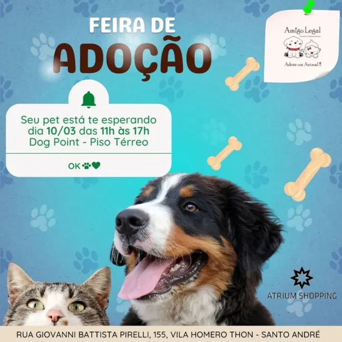 Feira de Adoção de Animais: Encontre seu Novo Amigo em Santo André!